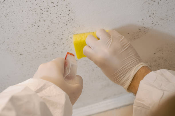 Biohazard Mold Removal in Lisbon, OH