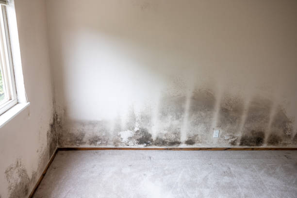 Reliable Lisbon, OH Mold Inspection, Removal & Remediation Solutions